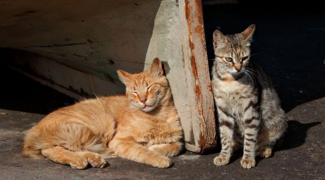 野良猫たちの物語『Peace』〜想田和弘が見つめた命の輝き〜